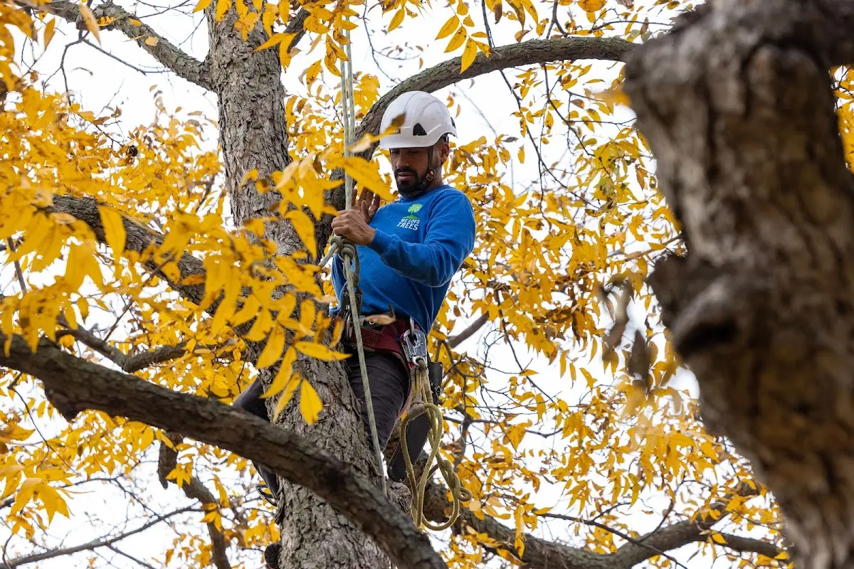 Skilled Tree Trimming crew working in Hines